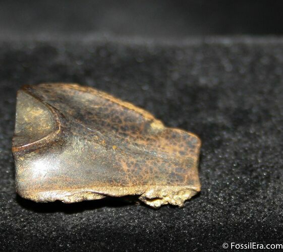 Nice Inch Triceratops Tooth #755